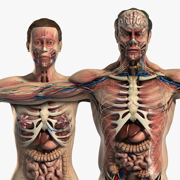 3s Max Male and Female Anatomy Complete Pack (Textured)